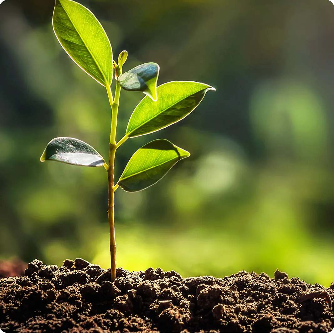 planta en crecimiento
